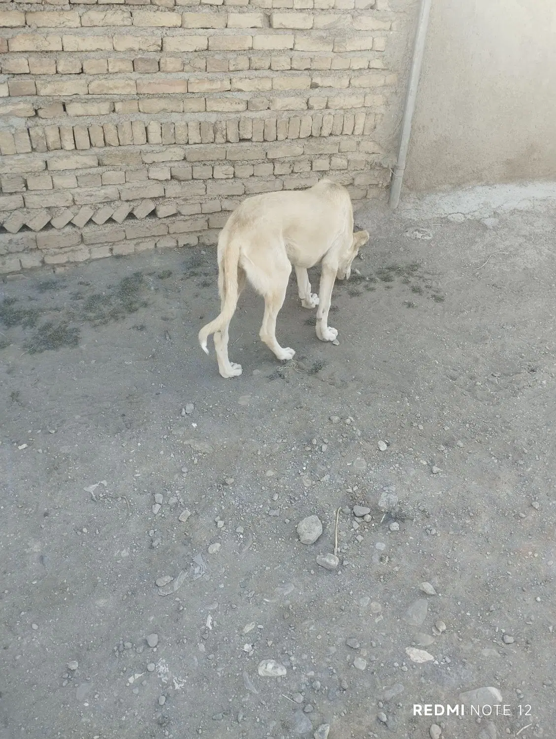 سگ ماده|سگ|اهر, |دیوار