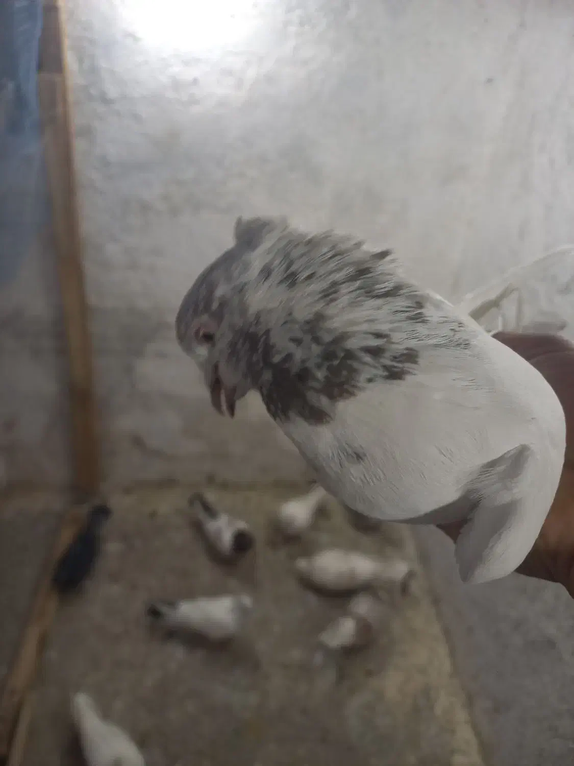 کله دم|پرنده|ایلام, |دیوار