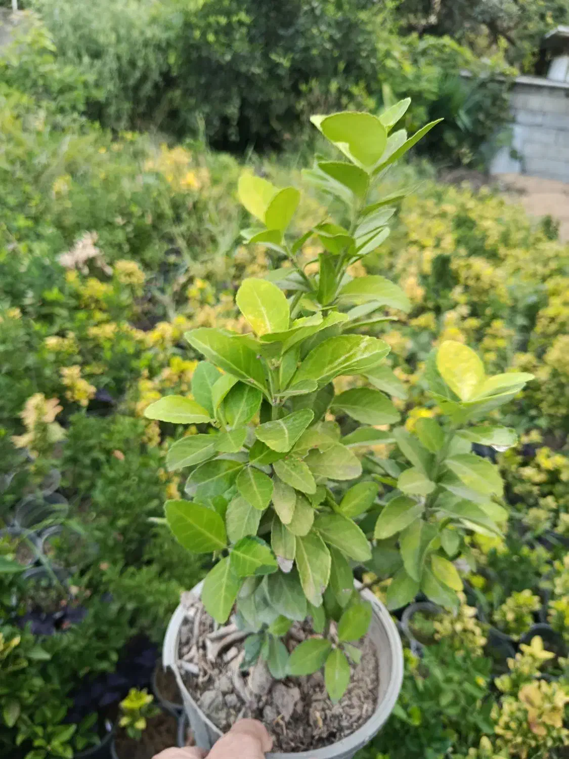 شمشاد طلایی ریشه لخت|گل و گیاه طبیعی|آمل, |دیوار