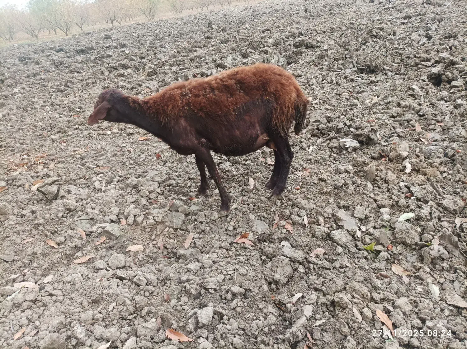 گوسفند|حیوانات مزرعه|دلند, |دیوار