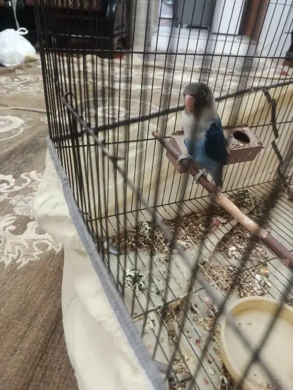 طوطی کوتوله نر|پرنده|کرمان, |دیوار