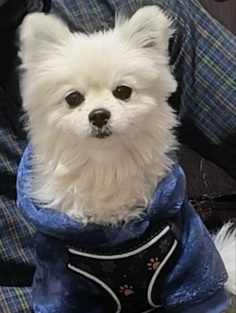 سگ پامرخرسی حرف گوش کن باهوش زرنگ|سگ|ابهر, |دیوار