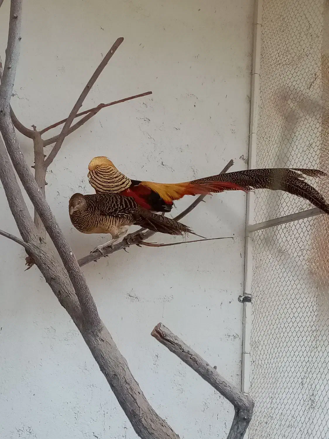 جوجه طاووس|پرنده|مشهد, هدایت|دیوار