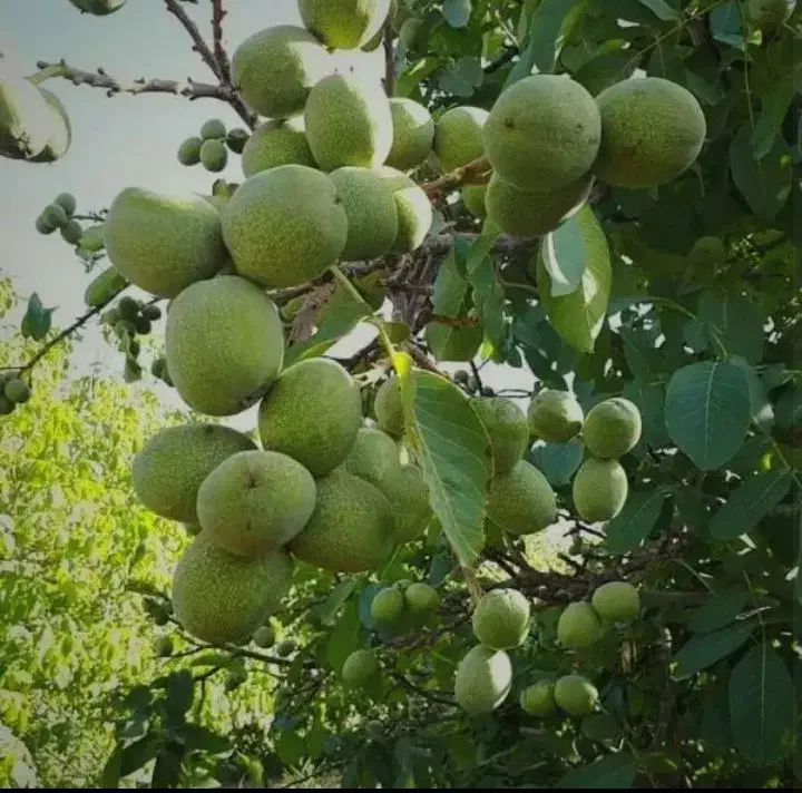 نهال گردو توسرخ|خدمات باغبانی و درختکاری|ملایر, |دیوار