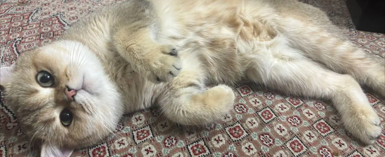 گربه بریتیش گلد|گربه|حمیدیا, |دیوار