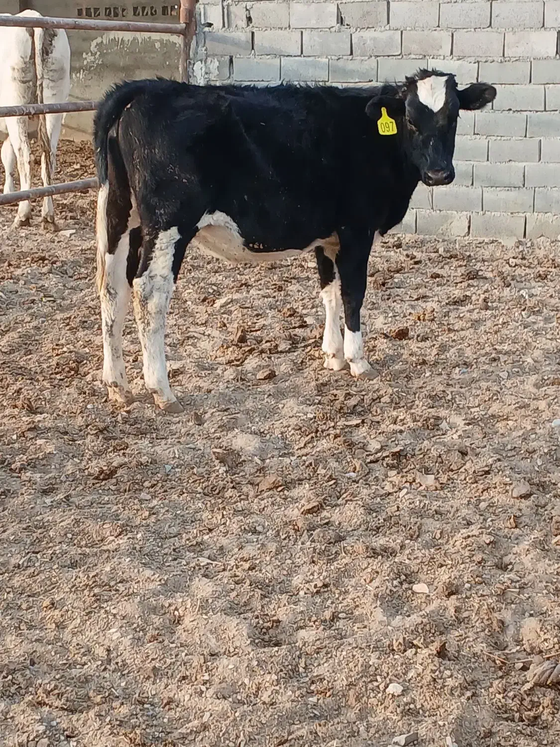 تلیسه گوساله ماده|حیوانات مزرعه|تربت جام, میان جام|دیوار