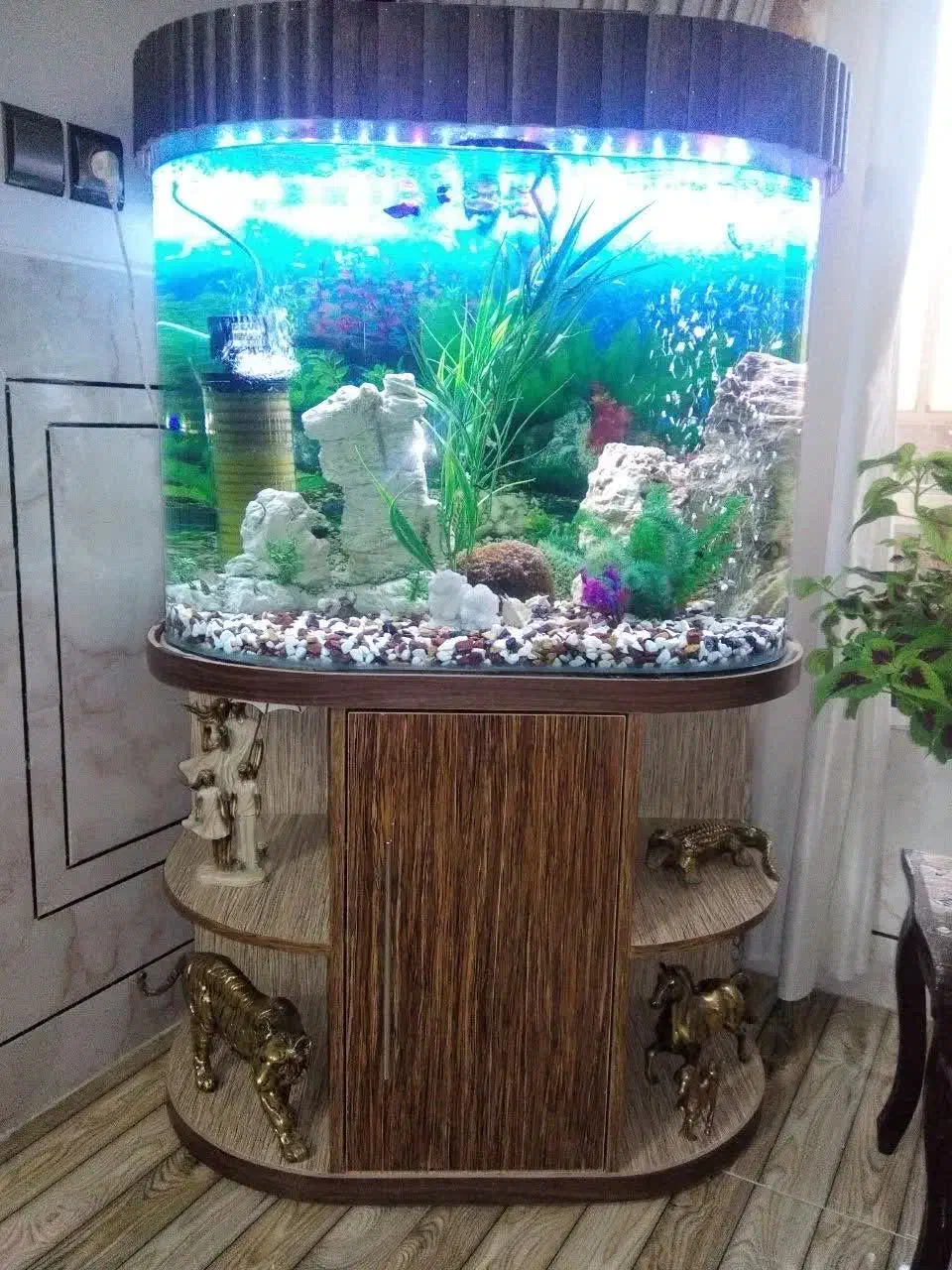 آکواریوم شیشه خم|ماهی|خمینی‌شهر, |دیوار