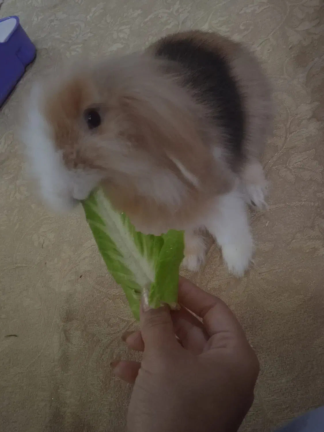 خرگوش مینی لوپ ترکیش|موش و خرگوش|هشتگرد, فاز ۲ مهستان|دیوار