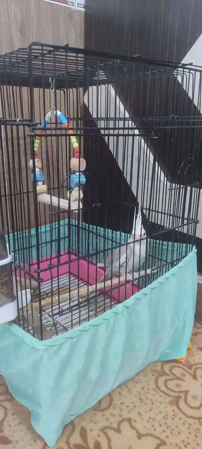 عروس هلندی|پرنده|شاهرود, |دیوار