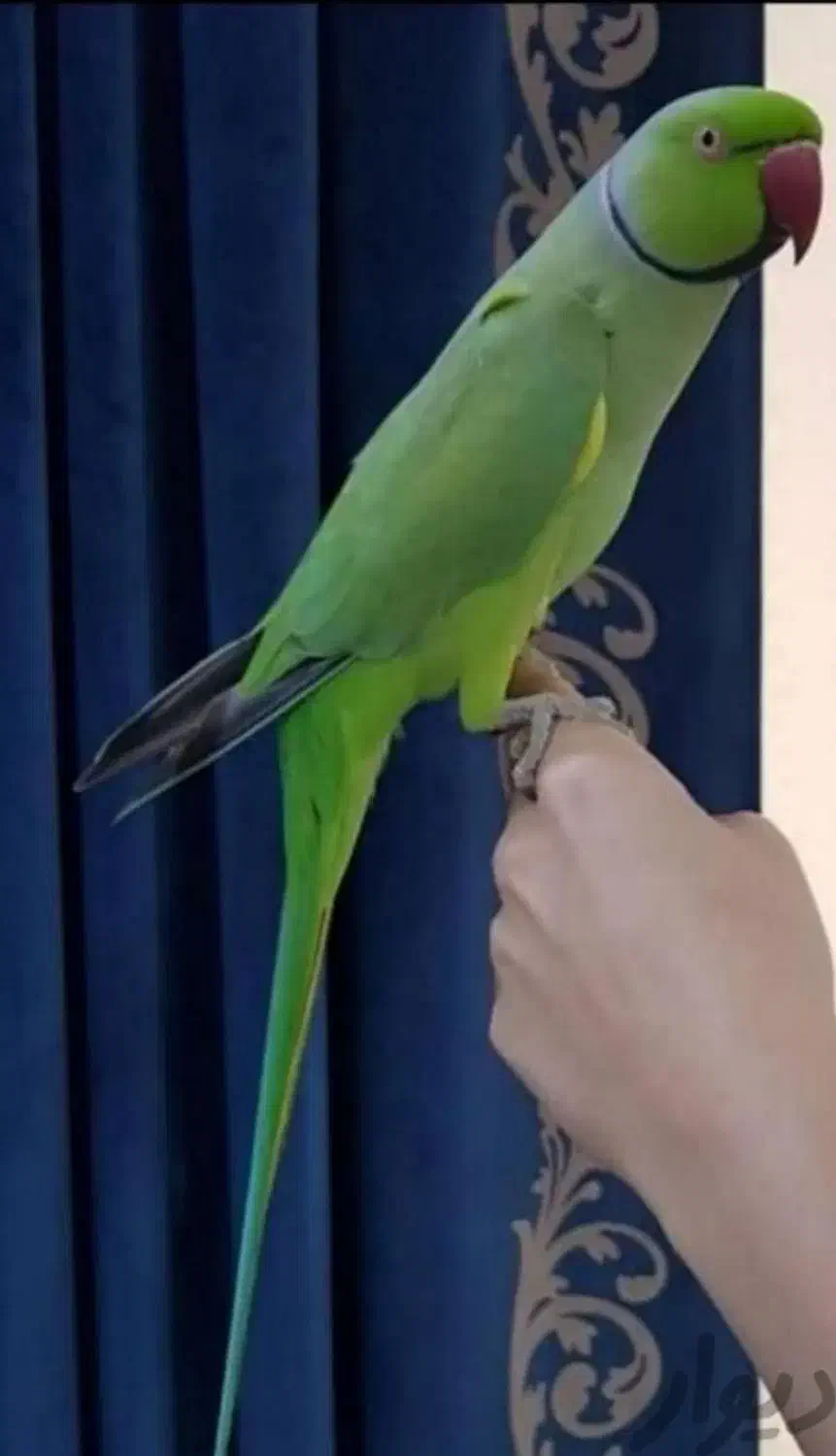 کشور گیرینچیک ملنگو راهب شاه طوطی سخنگو ضمانت ۵سال|پرنده|تهران, سلسبیل شمالی|دیوار