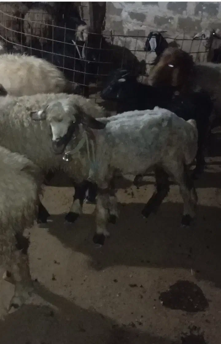 برهماده|حیوانات مزرعه|جره و بالاده, |دیوار