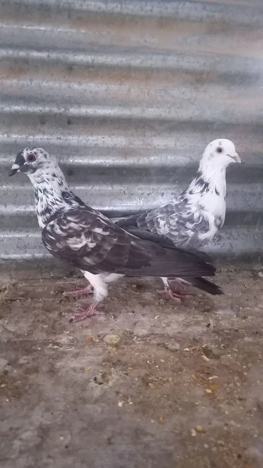 کفتر پرشی|پرنده|حمیدیا, |دیوار