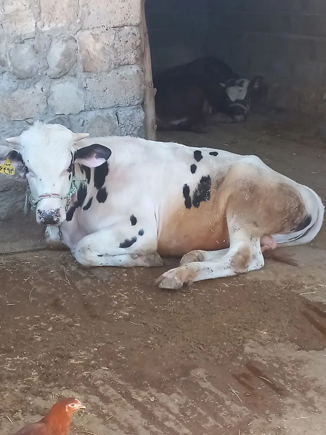 گاو نر 300کیلویی|حیوانات مزرعه|مهران (ایلام), |دیوار