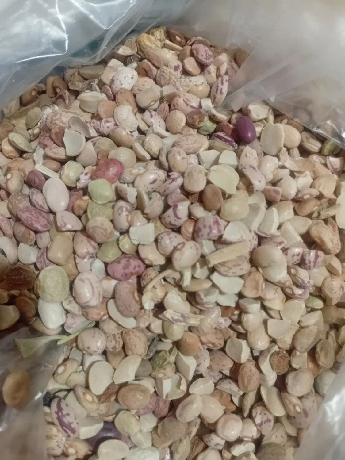 عدس|خوردنی و آشامیدنی|شیراز, تندگویان|دیوار