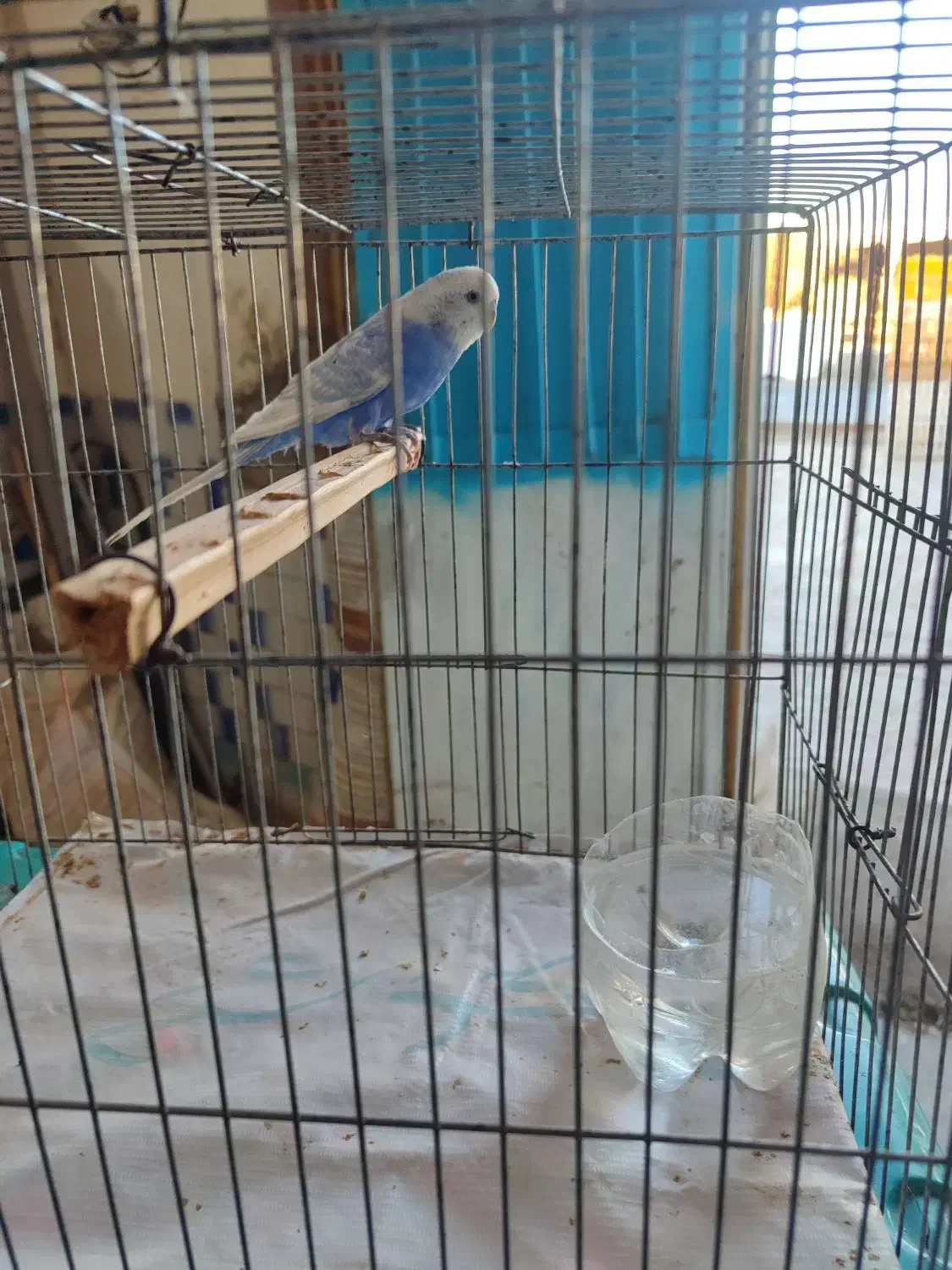 مرغ عشق نر|پرنده|ایرانشهر, |دیوار