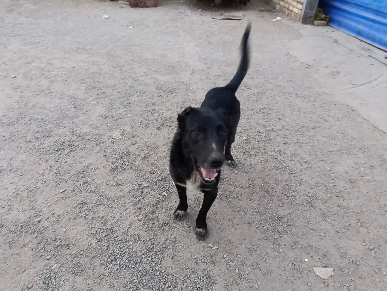 سگ افغان معاوضه با کبوتر یا عروس یا قناری و...|سگ|پاکدشت, پاکدشت (مامازند)|دیوار