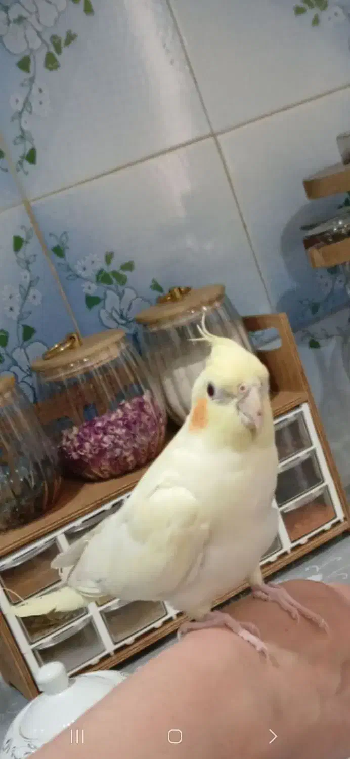 عروس هلندی گم شده|پرنده|خمینی‌شهر, |دیوار