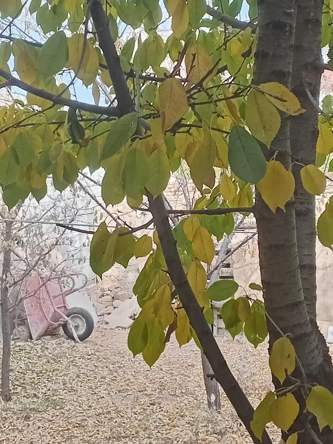 ۸۰ متر یک خواب|اجارهٔ آپارتمان|رزن, |دیوار