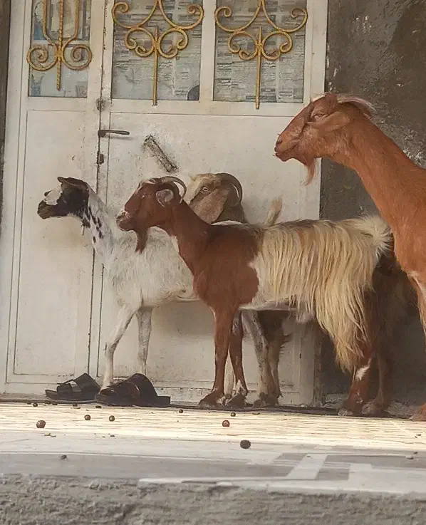 8تا بز تالی و محلی مخصوص داشت کشتن چاق چله|حیوانات مزرعه|بندرعباس, |دیوار