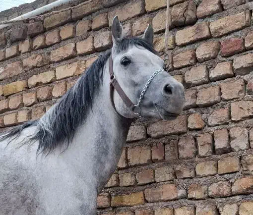 خرید و فروش اسب|اسب و تجهیزات اسب‌سواری|تهران, استاد معین|دیوار