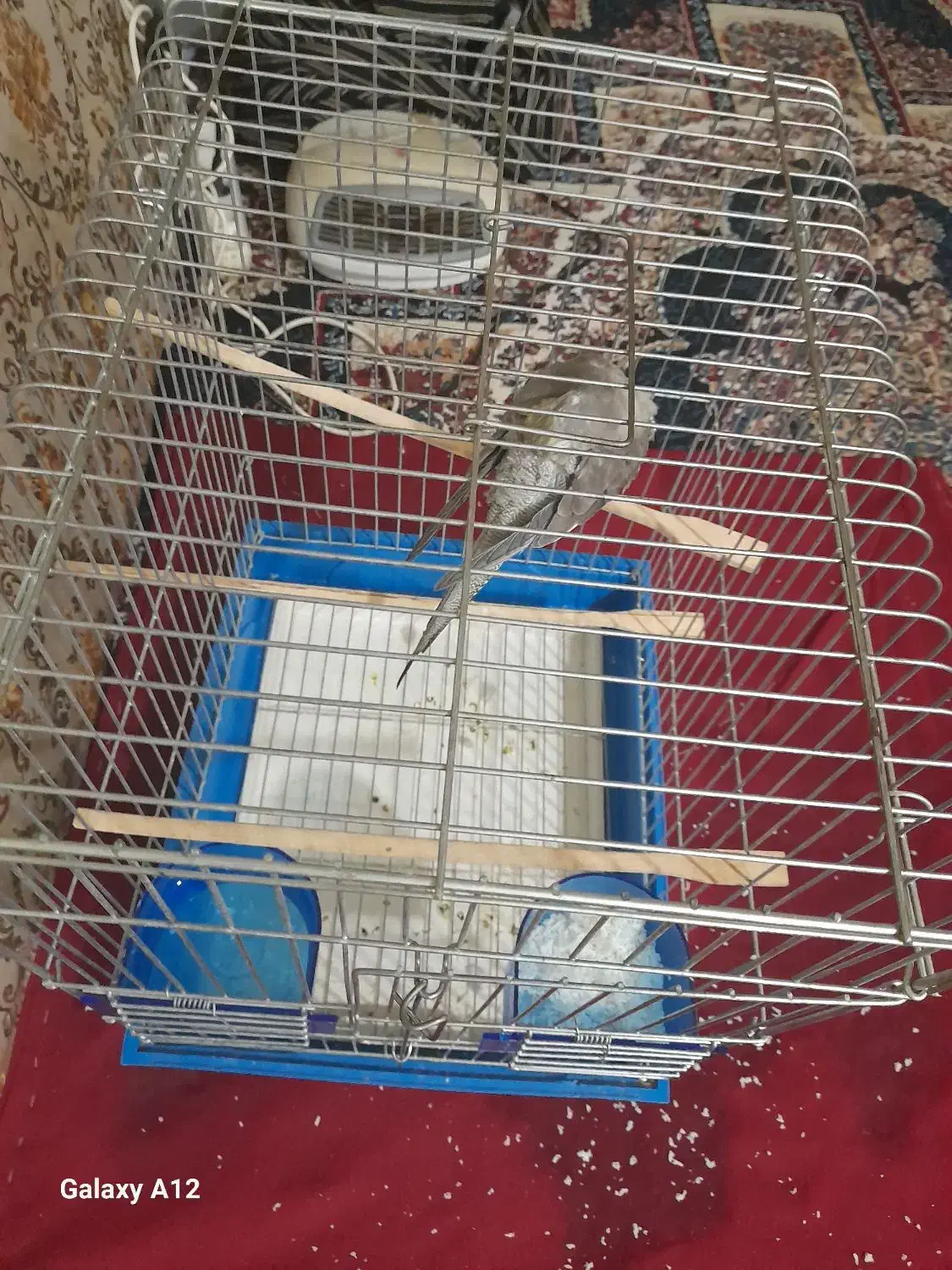 عروس هلندی مرواریدی|پرنده|بندر ماهشهر, |دیوار