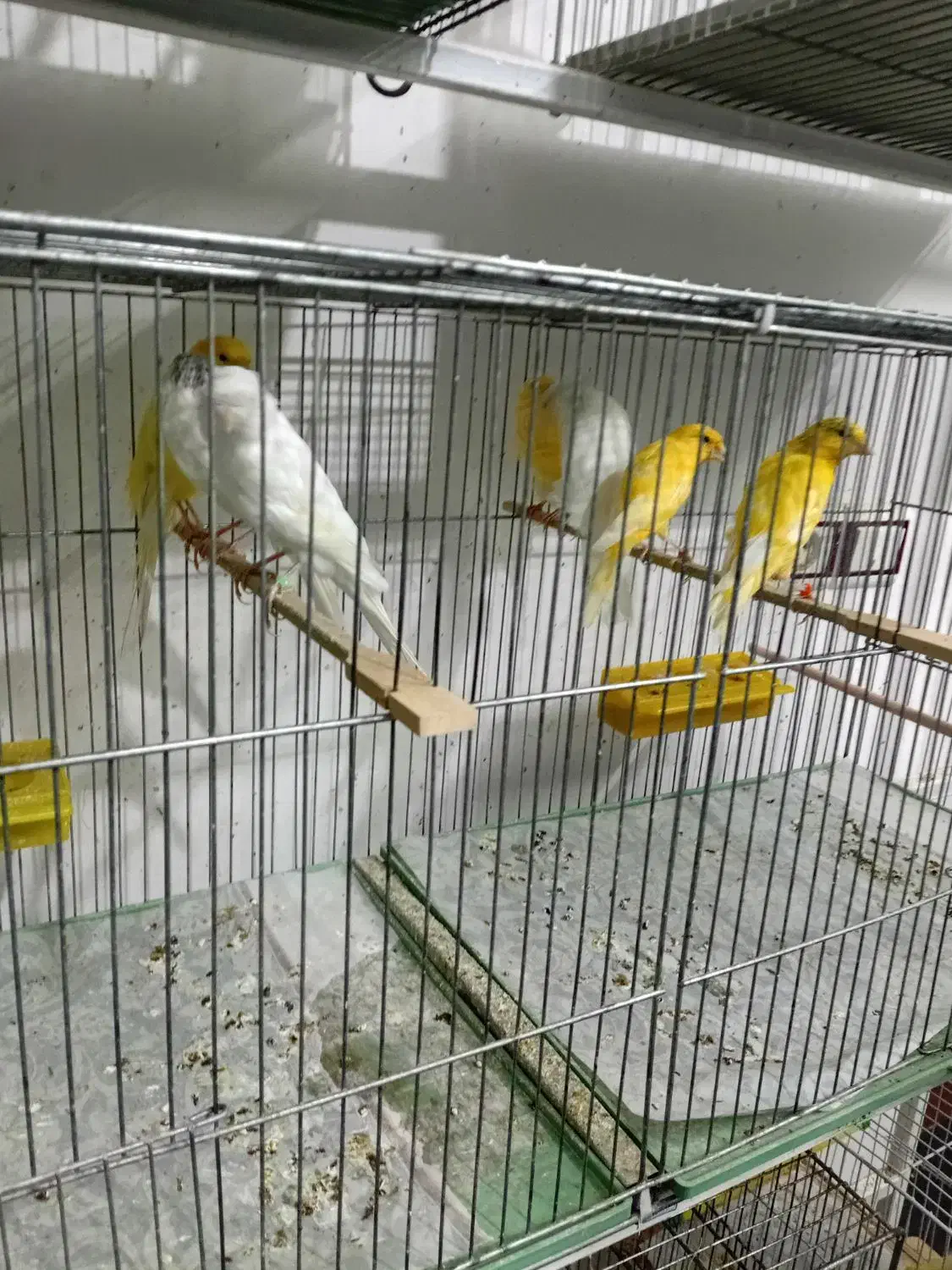 پرنده. قناری رسمی بلند و معمولی|پرنده|رفسنجان, |دیوار