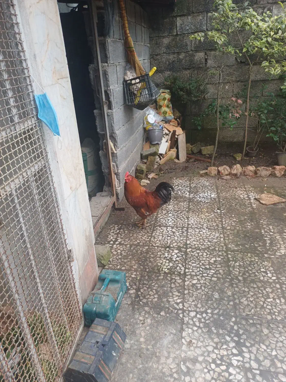 خروس ومرغ|حیوانات مزرعه|سیاهکل, |دیوار