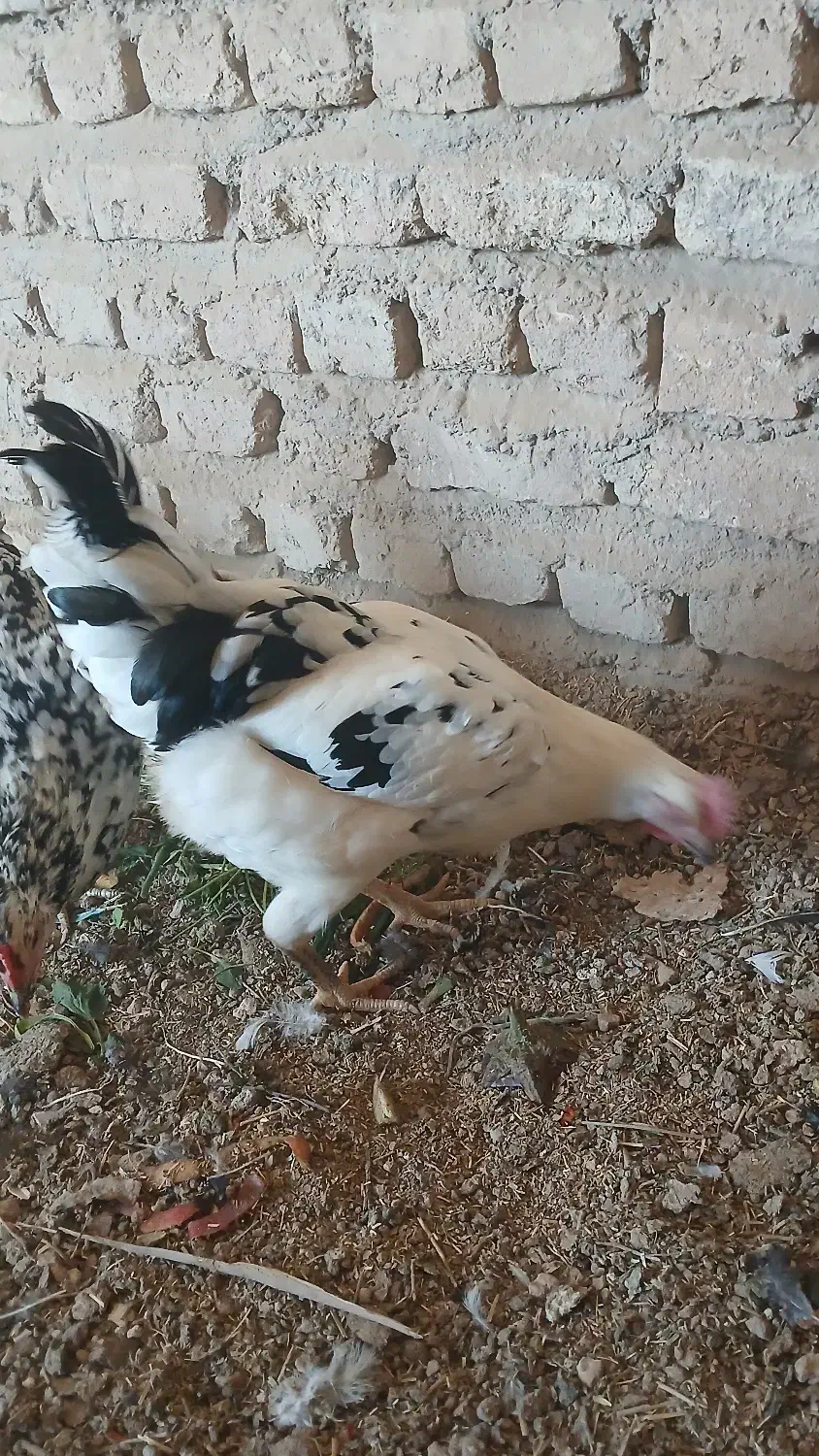 مرغ گلین|حیوانات مزرعه|برخوار, |دیوار