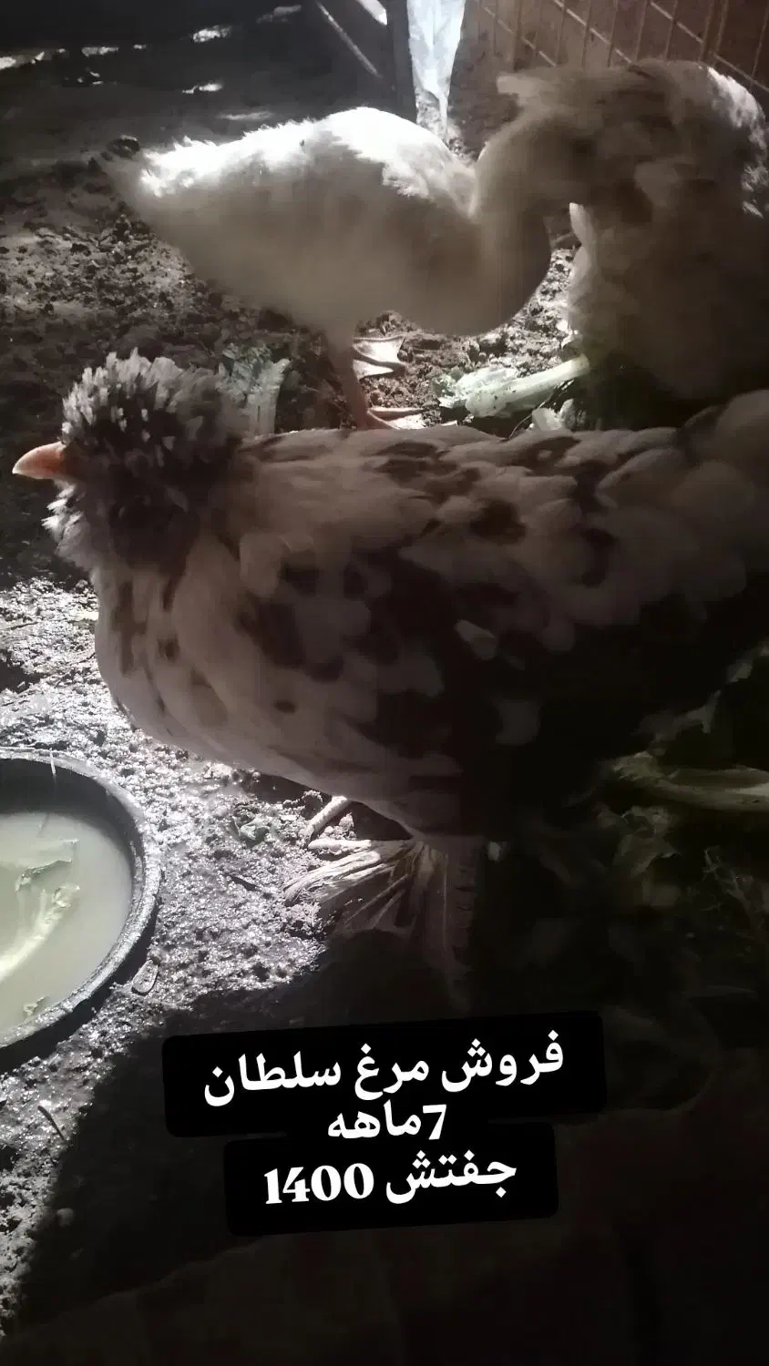 یک جفت اردک و مرغ و خروس سلطان|حیوانات مزرعه|طبس, |دیوار