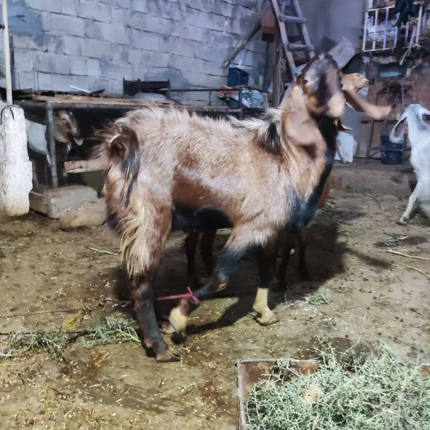 پازن هل عدانی .1ساله|حیوانات مزرعه|بندر گناوه, |دیوار