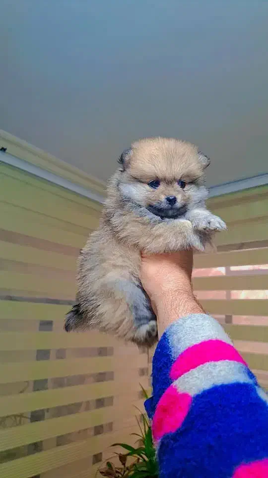 پامر خرسی عروسکی|سگ|رشت, دیانتی|دیوار