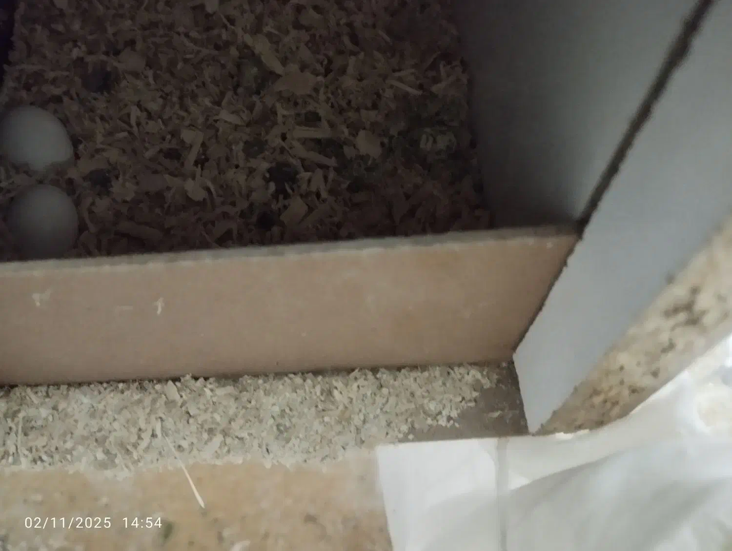 عروس هلندی رو تخم|پرنده|تربت جام, خیرآباد|دیوار