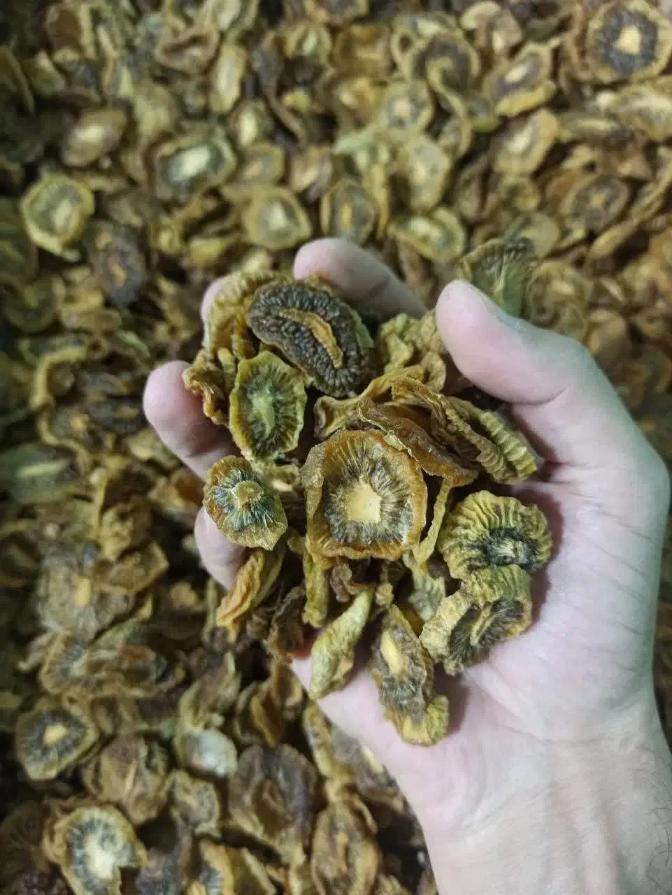 کیوی خشک آجیلی ارگانیک|خوردنی و آشامیدنی|شیراز, سرو|دیوار