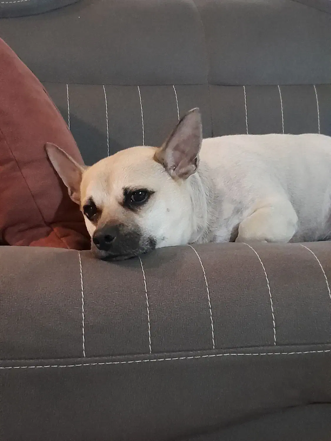 سگ ۵ ساله نر|سگ|مشهد, استاد یوسفی (شهرک غرب)|دیوار