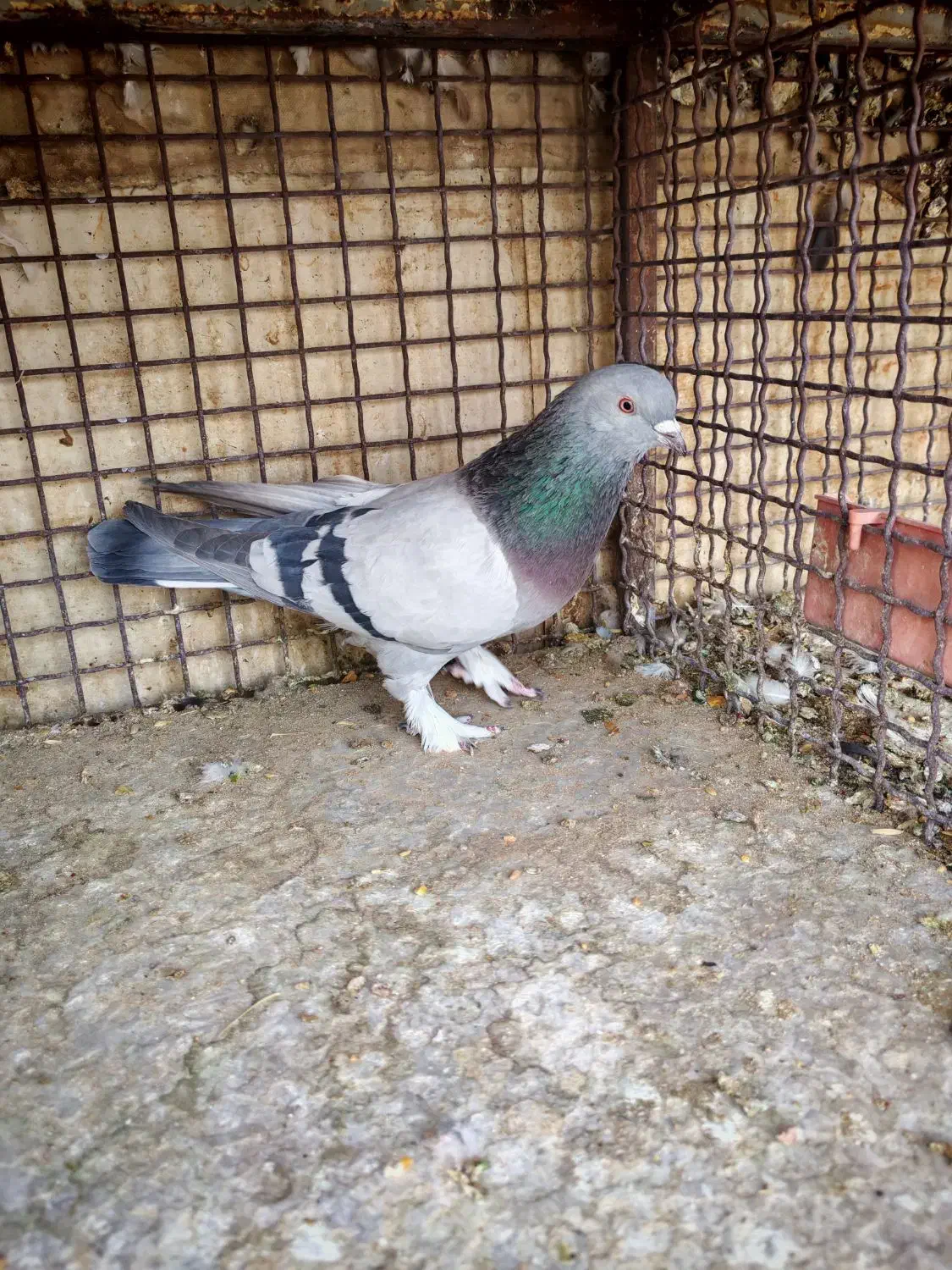 چهارتا بهبهونی دست اولی به شرط|پرنده|شیراز, رکنآباد|دیوار