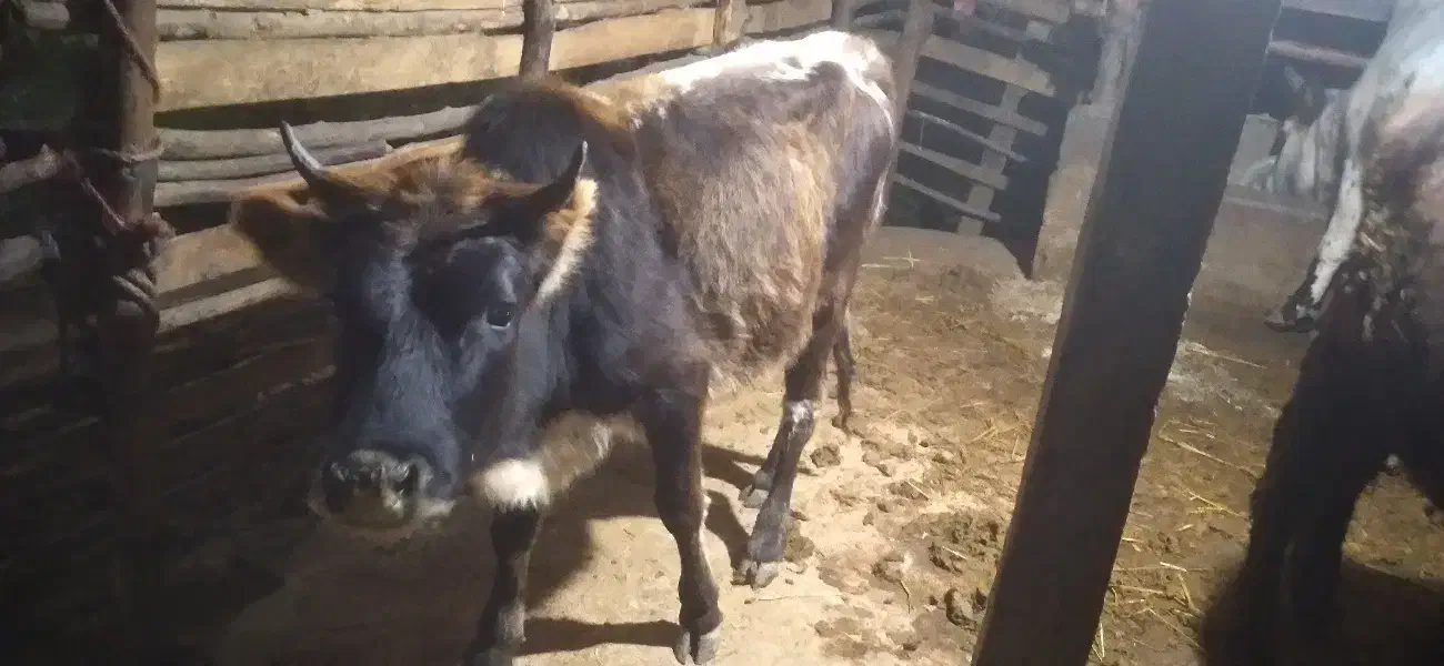 لیشه چالوسی|حیوانات مزرعه|سنگر, |دیوار