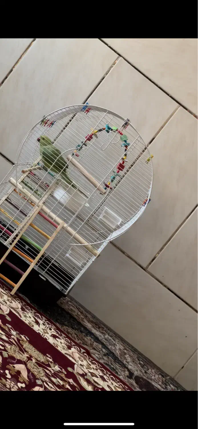 قفس پرنده طوطی مرغ عشق دوعدد|لوازم جانبی حیوانات|سیرجان, |دیوار