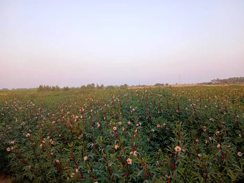 چای ترش|عمدهفروشی|رودبار (کرمان), |دیوار