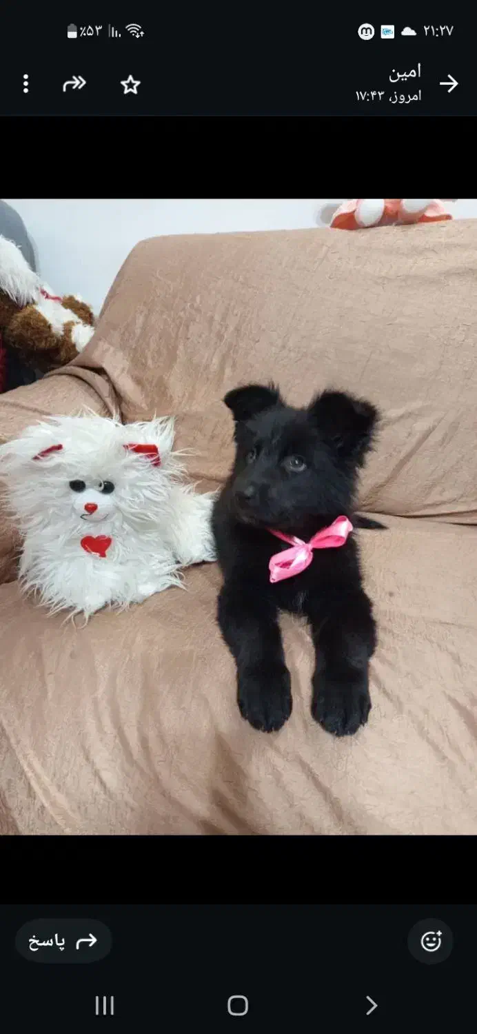 دوعدد توله ماده ژرمن بلک شولاین|سگ|کازرون, |دیوار