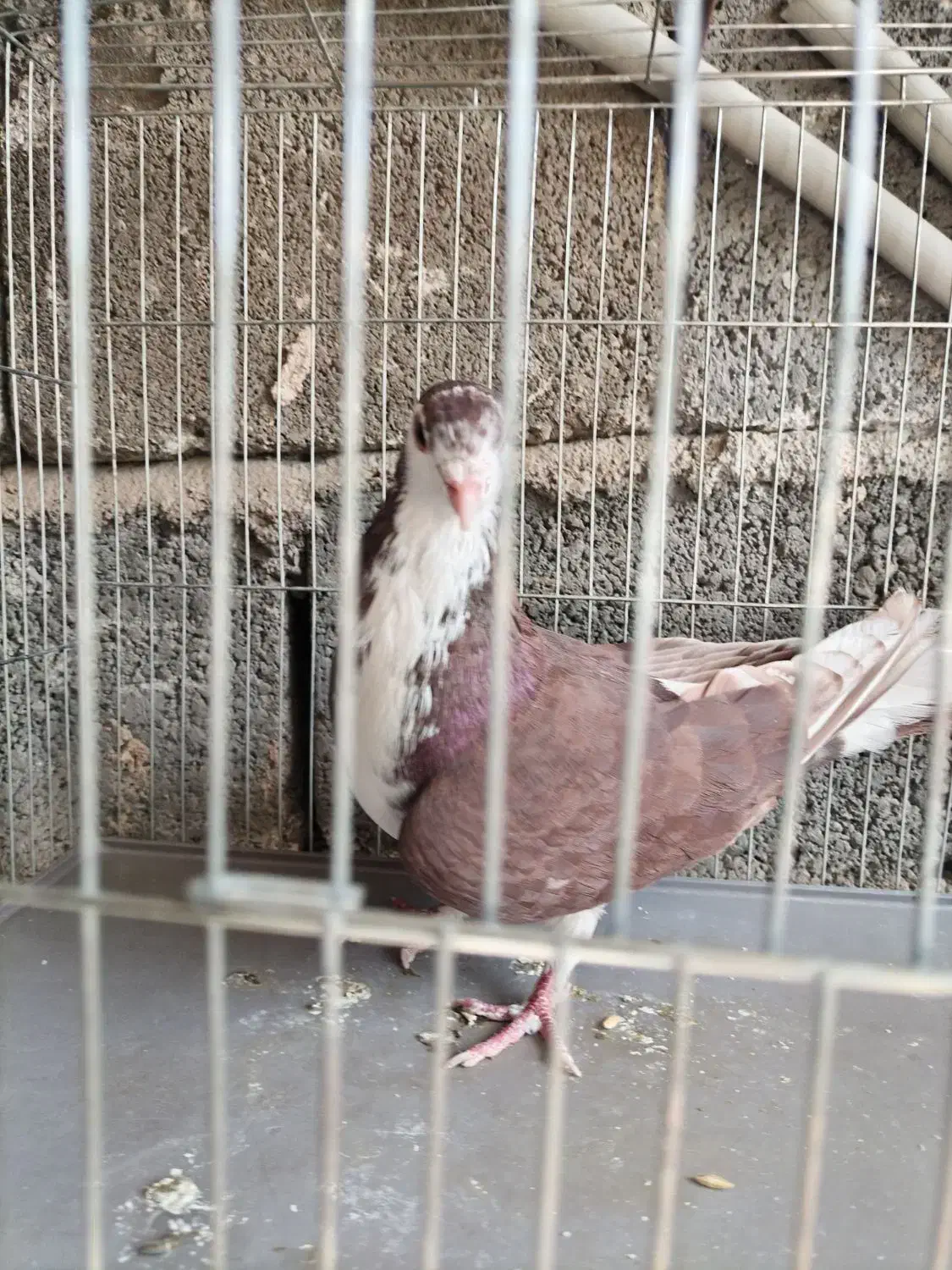 کفتر|پرنده|ابریشم, |دیوار