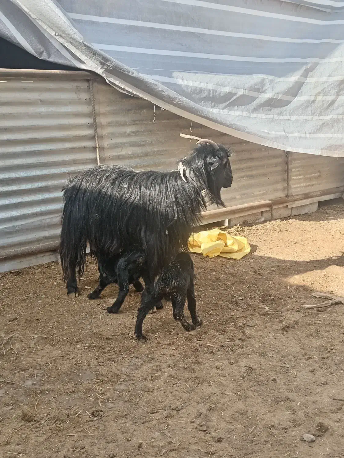 میش و بز بره|حیوانات مزرعه|تیران, |دیوار