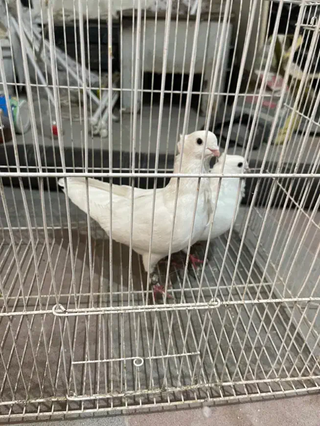 سفید فری اس|پرنده|مشهد, چهارچشمه|دیوار