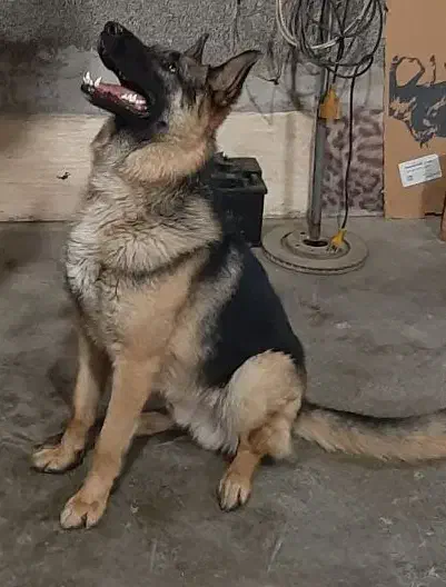 سگ نگهبان|سگ|مشهد, کوی المهدی|دیوار