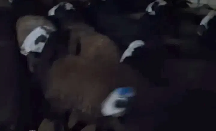 بره نر|حیوانات مزرعه|شال, |دیوار