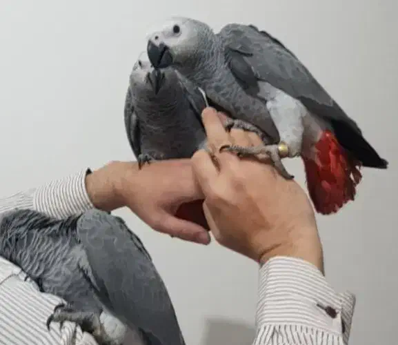 جوجه کاسکو دم قرمز و کاکادو و رد فکتور نژاد برتر|پرنده|شیراز, اصلاحنژاد|دیوار