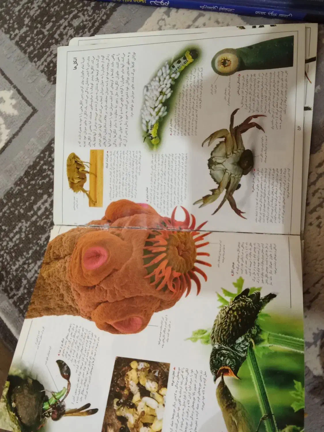 فروش ویژه شکارچیان طبیعت|کتاب و مجله آموزشی|خواف, |دیوار