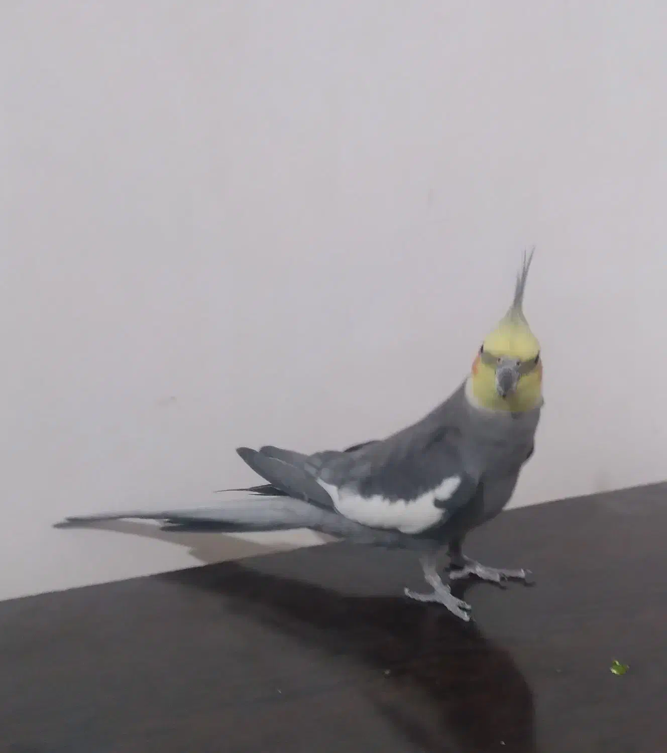 عروس هلندی نر کشیده|حیوانات|خرم‌آباد, |دیوار