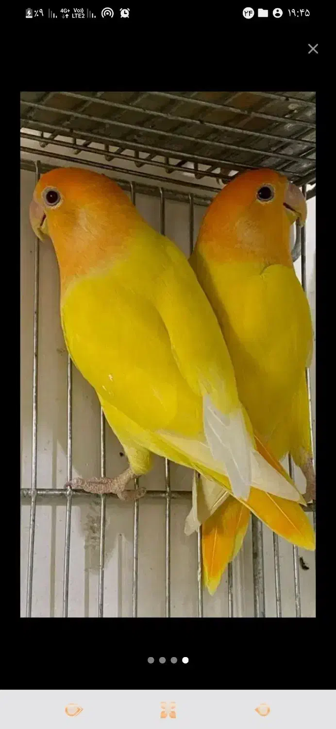 جوجه کوتوله اوپال کله نارنجی سرلاکی|پرنده|داراب, |دیوار