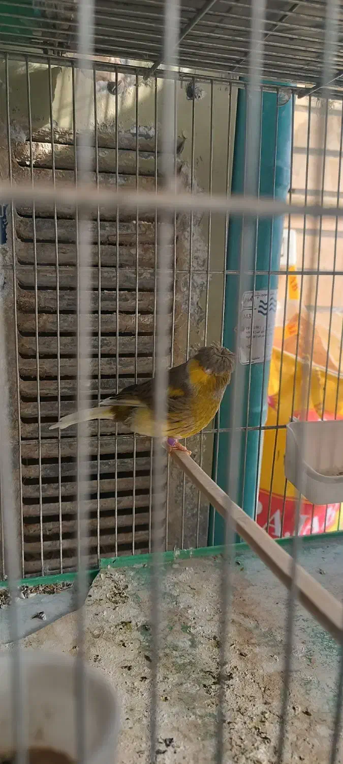 قناری گلاستر|پرنده|شاهین‌شهر, گزبرخوار|دیوار