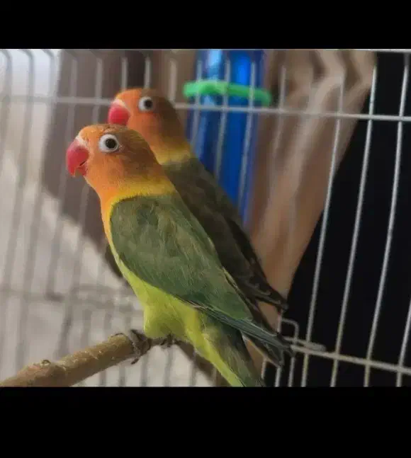 طوطی برزیلی|پرنده|شهرکرد, |دیوار